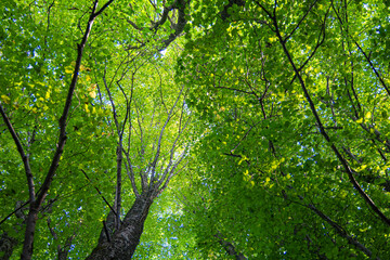 Huge linden trees with green leaves from below. Natural summer scenery of the forest in Latvia.
