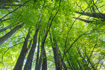 Huge linden trees with green leaves from below. Natural summer scenery of the forest in Latvia.