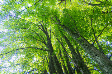Huge linden trees with green leaves from below. Natural summer scenery of the forest in Latvia.