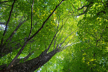Huge linden trees with green leaves from below. Natural summer scenery of the forest in Latvia.