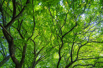 Huge linden trees with green leaves from below. Natural summer scenery of the forest in Latvia.
