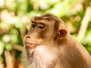 Wild Pig-tailed Macaque in Borneo, Malaysia