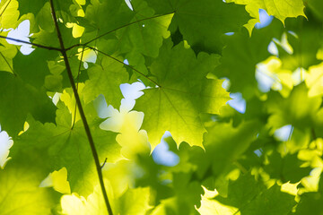 Bright green maple tree leaves in the summer forest. Natural scenery of rural Latvia.