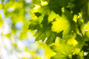 Bright green maple tree leaves in the summer forest. Natural scenery of rural Latvia.