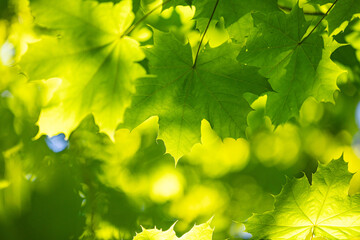 Bright green maple tree leaves in the summer forest. Natural scenery of rural Latvia.