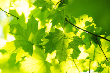 Bright green maple tree leaves in the summer forest. Natural scenery of rural Latvia.