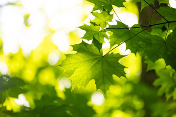 Bright green maple tree leaves in the summer forest. Natural scenery of rural Latvia.