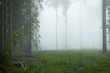 Beautiful misty glade in the middle of the forest. Natural summer scenery of woodlands in Latvia, Northern Europe.