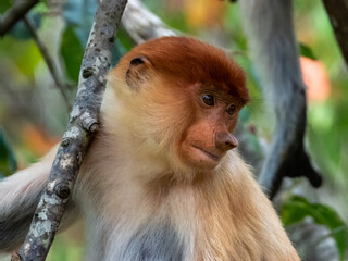 Wild Proboscis Monkey in Borneo, Malaysia