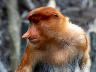 Wild Proboscis Monkey in Borneo, Malaysia
