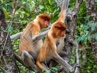Wild Proboscis Monkey in Borneo, Malaysia