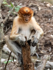 Wild Proboscis Monkey in Borneo, Malaysia