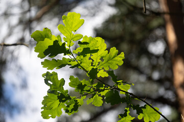 Beautiful bright green oak tree leaves in the sunny forest. Natural summer scenery of woodlands in Latvia.