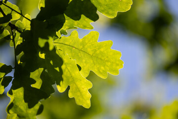 Beautiful bright green oak tree leaves in the sunny forest. Natural summer scenery of woodlands in Latvia.