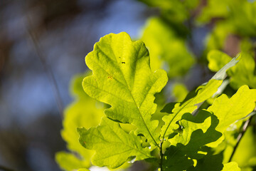 Beautiful bright green oak tree leaves in the sunny forest. Natural summer scenery of woodlands in Latvia.