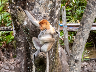 Wild Proboscis Monkey in Borneo, Malaysia