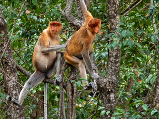 Wild Proboscis Monkey in Borneo, Malaysia
