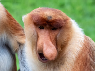 Naklejka premium Wild Proboscis Monkey in Borneo, Malaysia