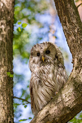 Ural owl (Strix uralensis) on a blurry summer greenery. Cute baby owl. Copy space. Concepts of wisdom, funny pet, amulet, summer time, vacation, circadian rhythms, vision, biological illustration