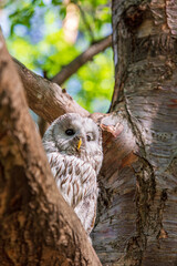 Ural owl (Strix uralensis) on a blurry summer greenery. Cute baby owl. Copy space. Concepts of wisdom, funny pet, amulet, summer time, vacation, circadian rhythms, vision, biological illustration