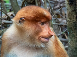 Wild Proboscis Monkey in Borneo, Malaysia