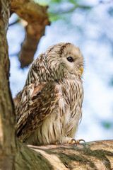 Ural owl (Strix uralensis) on a blurry summer greenery. Cute baby owl. Copy space. Concepts of wisdom, funny pet, amulet, summer time, vacation, circadian rhythms, vision, biological illustration