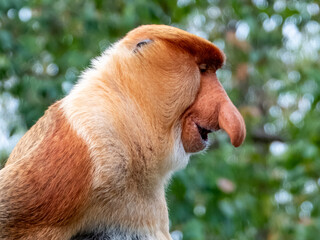 Naklejka premium Wild Proboscis Monkey in Borneo, Malaysia