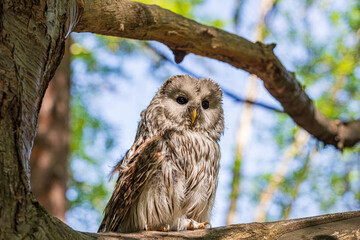 Ural owl (Strix uralensis) on a blurry summer greenery. Cute baby owl. Copy space. Concepts of wisdom, funny pet, amulet, summer time, vacation, circadian rhythms, vision, biological illustration