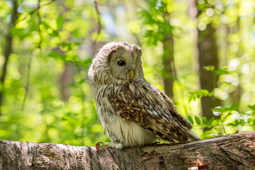 Ural owl (Strix uralensis) on a blurry summer greenery. Cute baby owl. Copy space. Concepts of wisdom, funny pet, amulet, summer time, vacation, circadian rhythms, vision, biological illustration