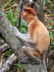 Wild Proboscis Monkey in Borneo, Malaysia