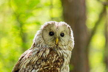 Ural owl (Strix uralensis) on a blurry summer greenery. Cute baby owl. Copy space. Concepts of wisdom, funny pet, amulet, summer time, vacation, circadian rhythms, vision, biological illustration