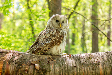 Ural owl (Strix uralensis) on a blurry summer greenery. Cute baby owl. Copy space. Concepts of wisdom, funny pet, amulet, summer time, vacation, circadian rhythms, vision, biological illustration