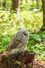 Ural owl (Strix uralensis) on a blurry summer greenery. Cute baby owl. Copy space. Concepts of wisdom, funny pet, amulet, summer time, vacation, circadian rhythms, vision, biological illustration