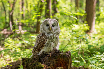 Ural owl (Strix uralensis) on a blurry summer greenery. Cute baby owl. Copy space. Concepts of...
