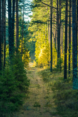 A beautiful summer forest with a small road. Bright, colorful scenery of rural Latvia, Northern Europe.