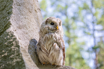 Ural owl (Strix uralensis) on a stone cliff. Cute baby owl. Copy space. Concepts of wisdom, funny pet, amulet, summer time, vacation, circadian rhythms, vision, biological illustration