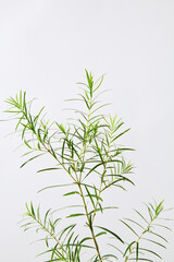 The photography of tea tree plant ingredient, which is one of popular ingredient for nature cosmetic manufacturing. Green color of tea tree standing out on white background, empty space for design