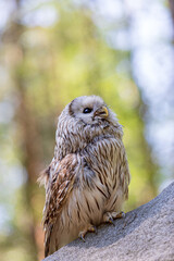 Ural owl (Strix uralensis) on a stone cliff. Cute baby owl. Copy space. Concepts of wisdom, funny pet, amulet, summer time, vacation, circadian rhythms, vision, biological illustration