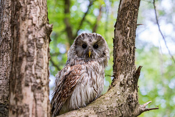 Ural owl (Strix uralensis) on a blurry summer greenery. Cute baby owl. Copy space. Concepts of wisdom, funny pet, amulet, summer time, vacation, circadian rhythms, vision, biological illustration