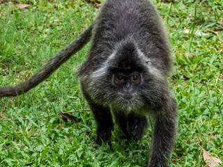 Wild Silverleaf Monkey in Borneo, Malaysia