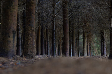 Beautiful summer forest scenery with tree trunks. Natural landscape of woodlands in Latvia.