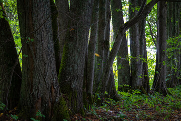 Beautiful summer forest scenery with tree trunks. Natural landscape of woodlands in Latvia.