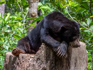 Sun Bear in Borneo, Malaysia