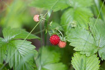 Beautiful red ripe wild strawberries growing in the sunny summer forest. Natural woodlands scenery of Latvia.