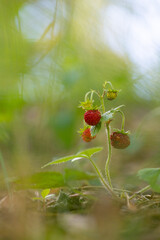 Beautiful red ripe wild strawberries growing in the sunny summer forest. Natural woodlands scenery of Latvia.