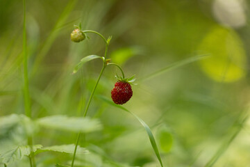 Beautiful red ripe wild strawberries growing in the sunny summer forest. Natural woodlands scenery of Latvia.