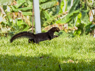 Wild Tayra Weasel in Costa Rica