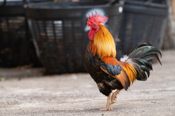 Rooster is standing on the floor.Selective focus.