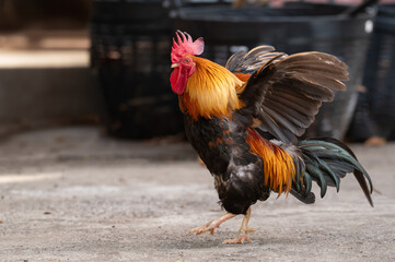 Rooster is standing on the floor and moving the wing.Selective focus.