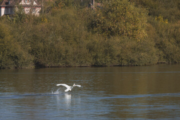A swan takes flight on a calm autumn day